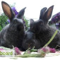 Продаються кролики породи сріблястий та Бургундець - фото № 1
