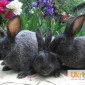 Продаються кролики породи сріблястий та Бургундець - фото № 2