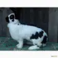 Продам племінні кролики породи Німецький Строкатий Велетень ( Строкач ) - фото № 9