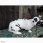 Продам племінні кролики породи Німецький Строкатий Велетень ( Строкач ) - фото № 8