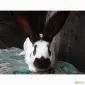 Продам племінні кролики породи Німецький Строкатий Велетень ( Строкач ) - фото № 6