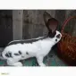 Продам племінні кролики породи Німецький Строкатий Велетень ( Строкач ) - фото № 4