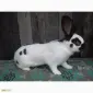 Продам племінні кролики породи Німецький Строкатий Велетень ( Строкач ) - фото № 3