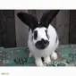 Продам племінні кролики породи Німецький Строкатий Велетень ( Строкач ) - фото № 14
