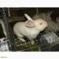 Продам племінні кролики породи Термондська Біла - фото № 20