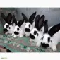 Молодые Немецкие Строкачи - фото № 2