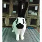 Немецкий строкач - фото № 2