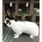 Немецкий строкач - фото № 3