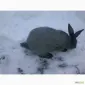 Полтавське срібло - фото № 1