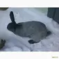 Полтавське срібло - фото № 2