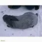 Полтавське срібло - фото № 3