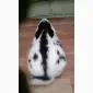 Немецкий строкач - фото № 2