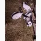 Продам четырёхмесячных самцов породы Немецкий строкач - фото № 1