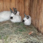 Продам кроликов Бургундия, Калифорния, Фландр, Строкач - фото № 4