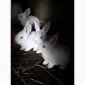 Продам кролі породи Термонська Біла - фото № 2