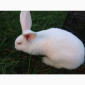 Домашні кролі кролики - фото № 9