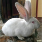 Мясные кролики породы Белый панон - фото № 1
