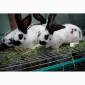 Кролики на племя Строкач, Новозеландска Біла - фото № 2