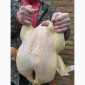 Півні, кури, індики, бройлери - фото № 2