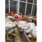 Півні, кури, індики, бройлери - фото № 3