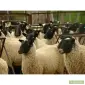 Купим на постоянній основі м'ясо Свинини - фото № 1