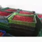 Купую ягоди малини та інших фруктів - фото № 1