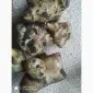 Топинамбур земляная груша - фото № 2
