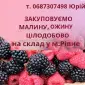 Купуємо лісову малину та ожину - фото № 1