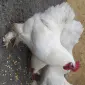 Куры Кохинхины и нкуб.яйцо от них - фото № 4