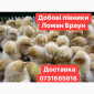 Добові курчата Ломан Браун Цыплята Ломан Браун суточные - фото № 1