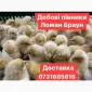 Добові курчата Ломан Браун Цыплята Ломан Браун суточные - фото № 1