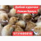 Добові курчата Ломан Браун Цыплята Ломан Браун суточные - фото № 2