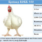 Цыплята бройлеры КООБ-500 (Польша, Чехия), Доминант, Мастер Грей, индюшата - фото № 1