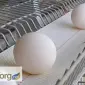 Лента яйцесбора ЛТ-100 ЛТ-250 ЛТ-300 - фото № 2