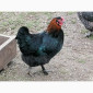 Продаємо молоді кури та півники породи Маран віком 12-20 тижнів - фото № 1
