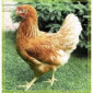 Куры Ломан Браун, несушка. Доставка - фото № 3