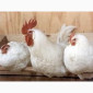 Куры Ломан Браун, несушка. Доставка - фото № 4