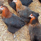 Куры несушки Ломанн Браун, Леггорн, Белорусские молодки-5, 5 мес начинают нестись - фото № 2