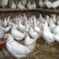 Продам молодых курочек Ломан вайт 4.5 месяца под занос - фото № 1