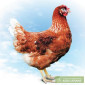 Куры Ломан Браун - фото № 1