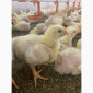 Продам цыплят бройлера Росс-308 - фото № 1