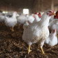 Курчата бройлер кобб 500 - фото № 3