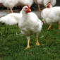 Продаж добового бройлера - фото № 3