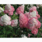 Сортові саженці гортензій за вигідною ціною - фото № 2