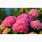 Сортові саженці гортензій за вигідною ціною - фото № 6
