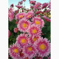 Маточник хризантемы крупноцветковой недорого - фото № 1