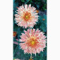 Маточник хризантемы крупноцветковой недорого - фото № 14