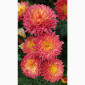 Маточник хризантемы крупноцветковой недорого - фото № 8
