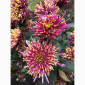 Маточник хризантемы крупноцветковой недорого - фото № 6