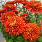 Маточник хризантемы крупноцветковой недорого - фото № 11